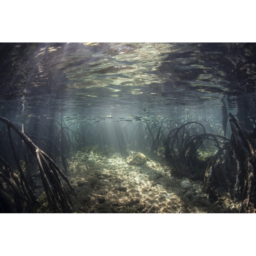 Beams of sunlight shine down into a mangrove forest Poster Print Image 1