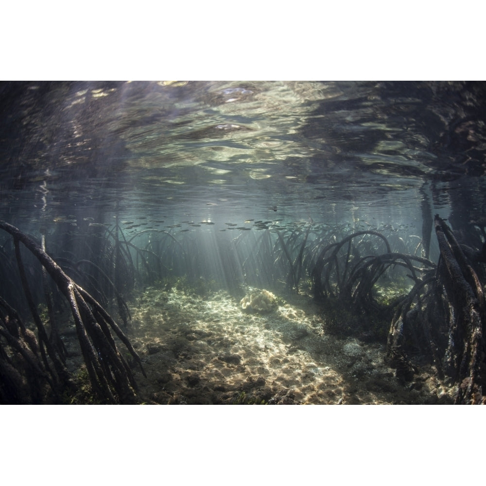 Beams of sunlight shine down into a mangrove forest Poster Print Image 2