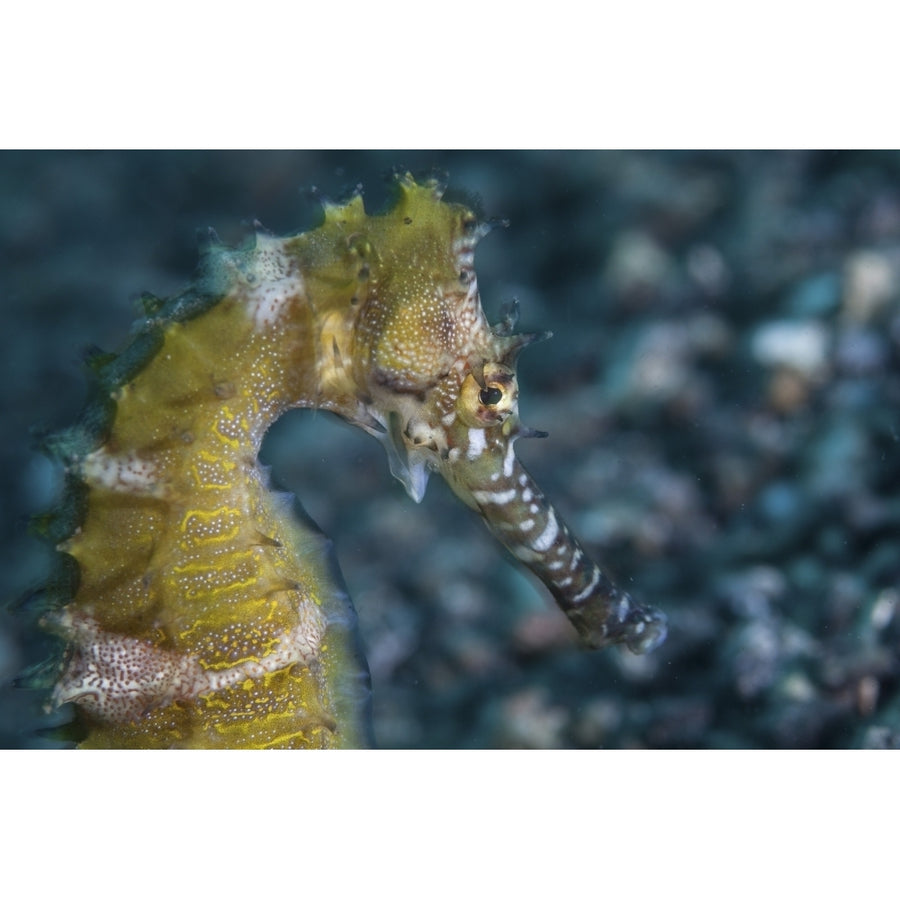 A thorny seahorse on the seafloor of Lembeh Strait Poster Print Image 1