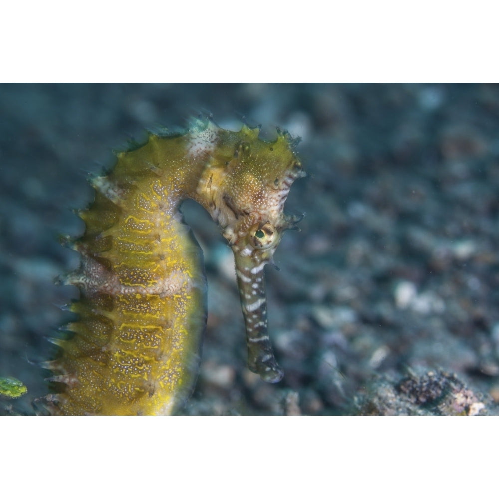 A thorny seahorse on the seafloor of Lembeh Strait Poster Print Image 1