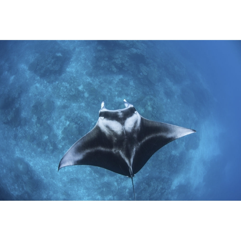 A large reef manta ray swims through clear water in Raja Ampat Poster Print Image 2