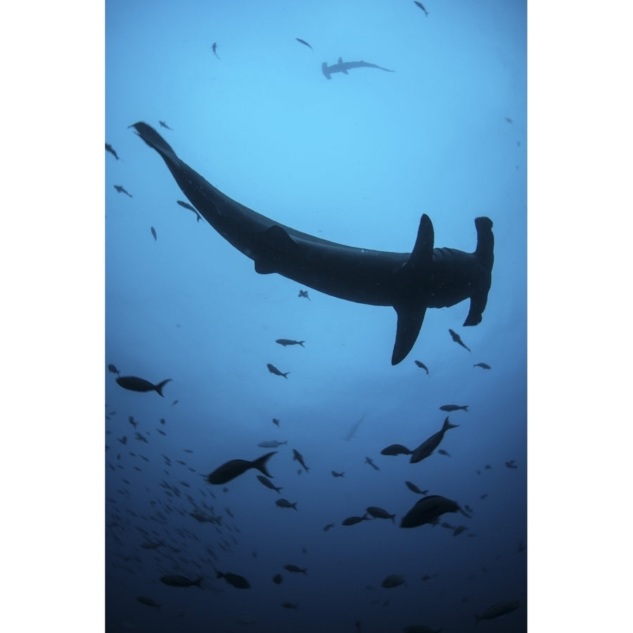 A scalloped hammerhead shark swims near Cocos Island Costa Rica Poster Print Image 1