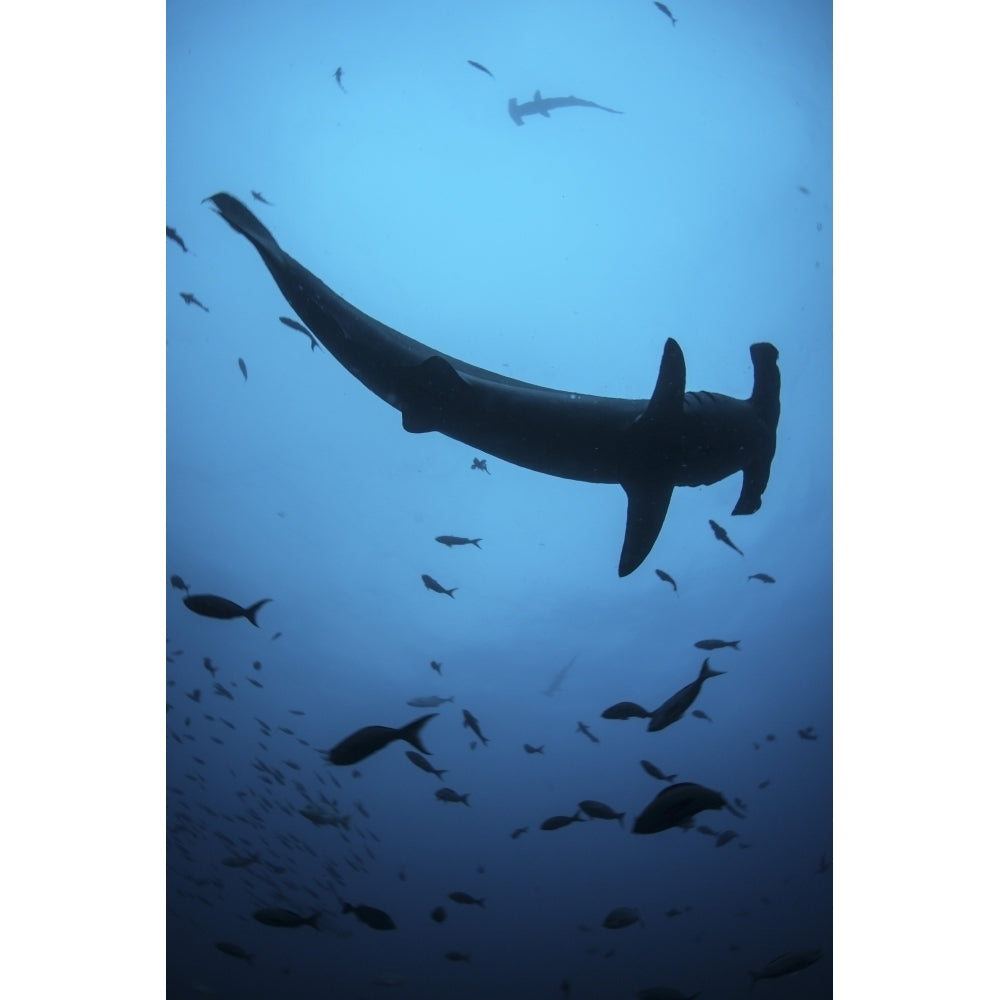 A scalloped hammerhead shark swims near Cocos Island Costa Rica Poster Print Image 2