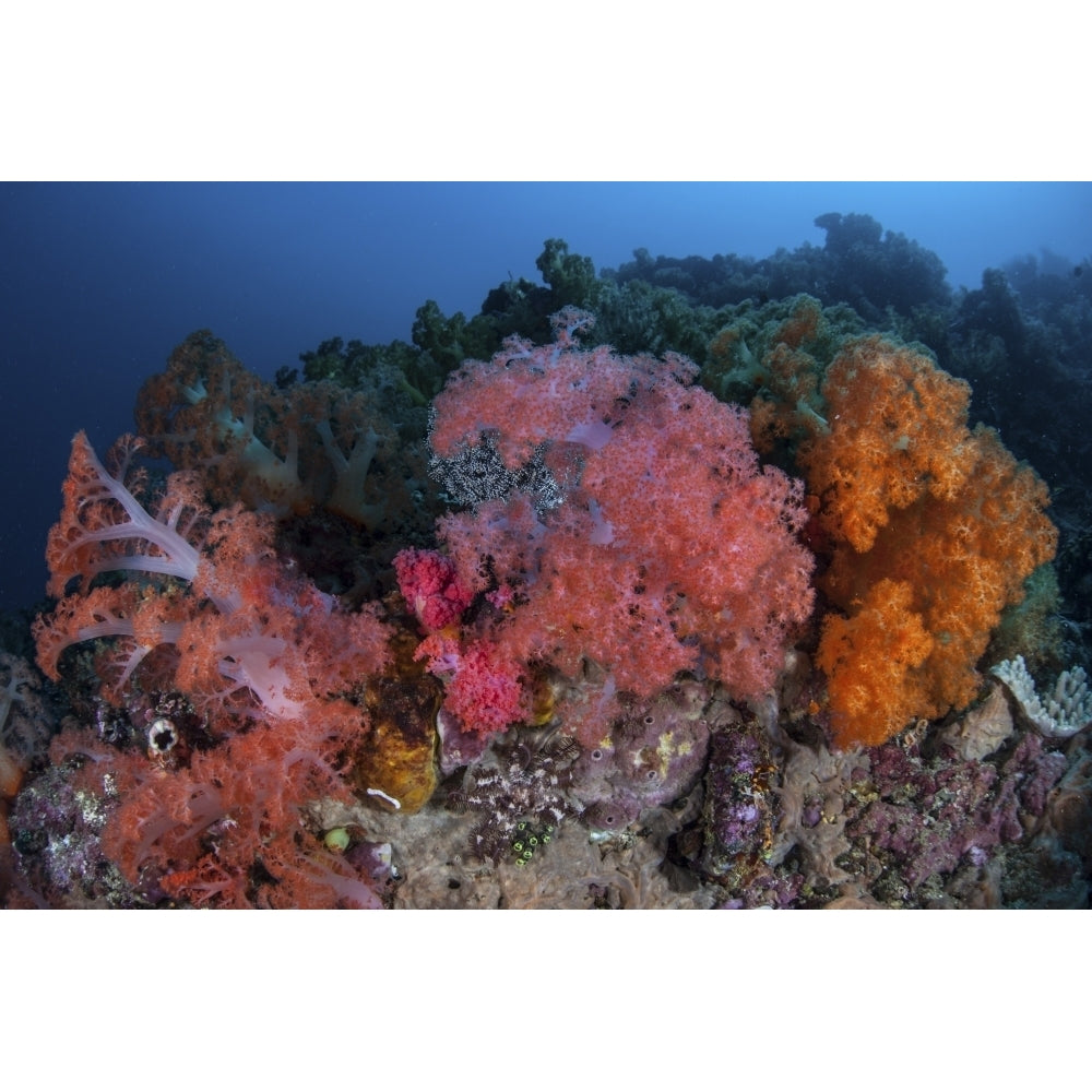 Vibrant soft coral colonies grow on a reef in Lembeh Strait Poster Print Image 2