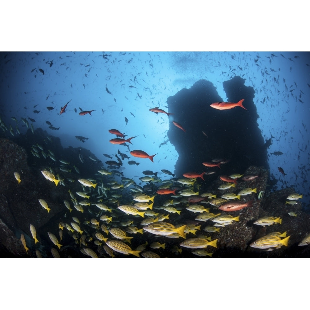 Schooling fish swim over a rocky reef near Cocos Island Costa Rica Poster Print Image 2