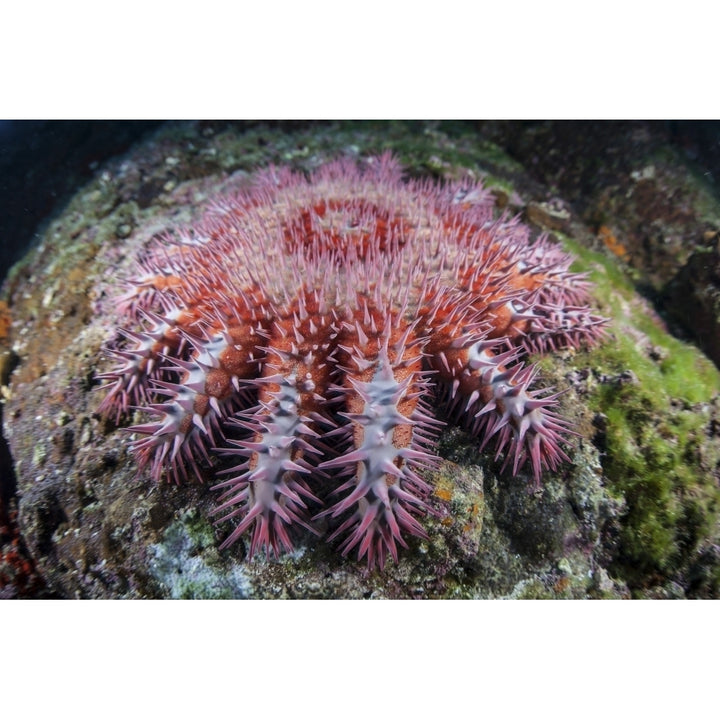 A crown-of-thorns starfish feeds on coral Poster Print Image 1