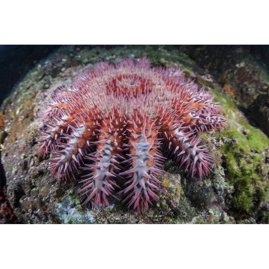 A crown-of-thorns starfish feeds on coral Poster Print Image 1