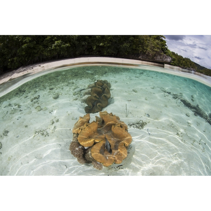 Giant clams grow in shallow water in Raja Ampat Indonesia Poster Print Image 1