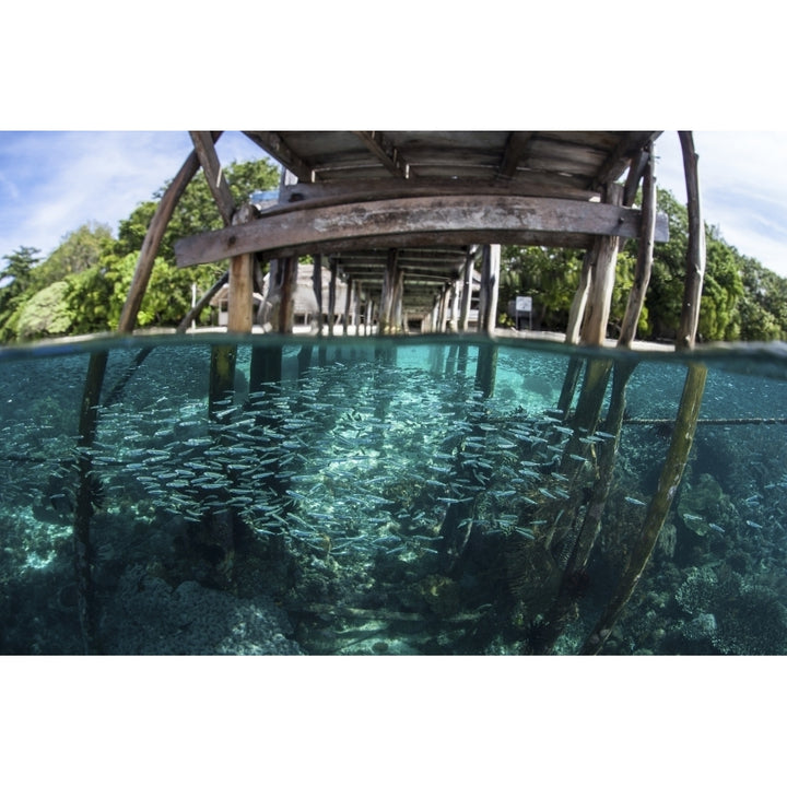 A school of silversides beneath a wooden jetty in Raja Ampat Indonesia Poster Print Image 1