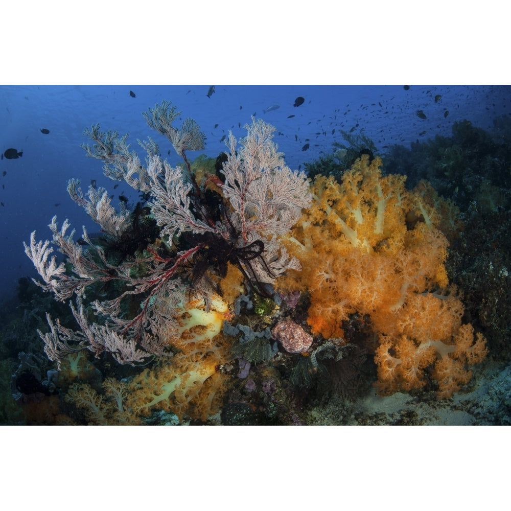 Soft coral colonies and gorgonians on a coral reef in Indonesia Poster Print Image 1