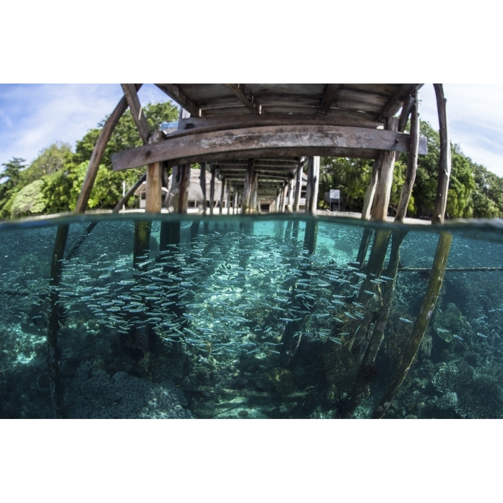 A school of silversides beneath a wooden jetty in Raja Ampat Indonesia Poster Print Image 2