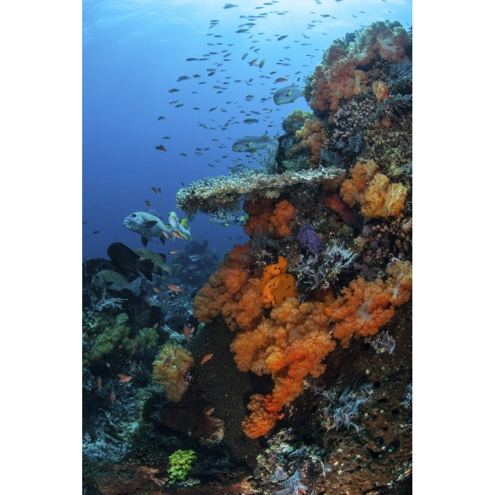 Soft and hard corals grow on a healthy reef in Indonesia Poster Print Image 1