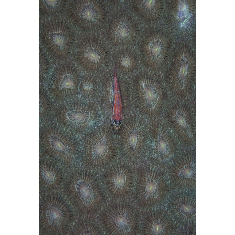 A tiny ghost goby lies on the polyps of a coral colony Poster Print Image 1