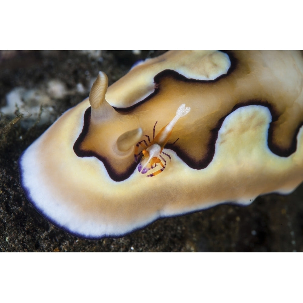 A tiny emperor shrimp on a nudibranch Poster Print Image 2