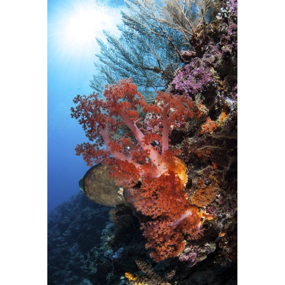 Soft corals and other invertebrates grow on a reef in Indonesia Poster Print Image 1