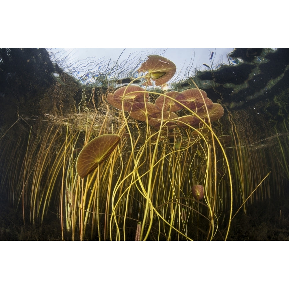 Colorful lily pads and reeds grow along the edge of a freshwater lake Poster Print Image 1