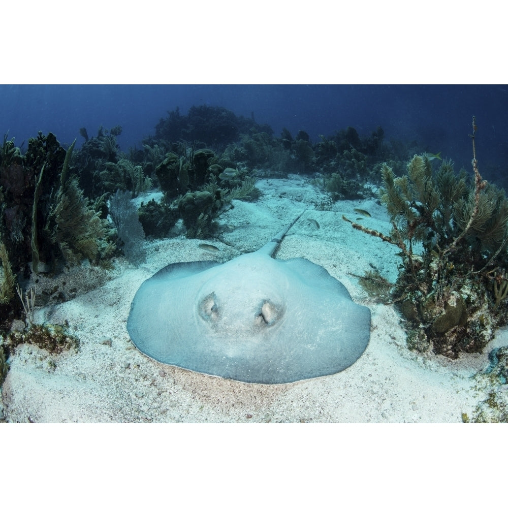 A roughtail stingray rests on the seafloor near Turneffe Atoll Poster Print Image 2