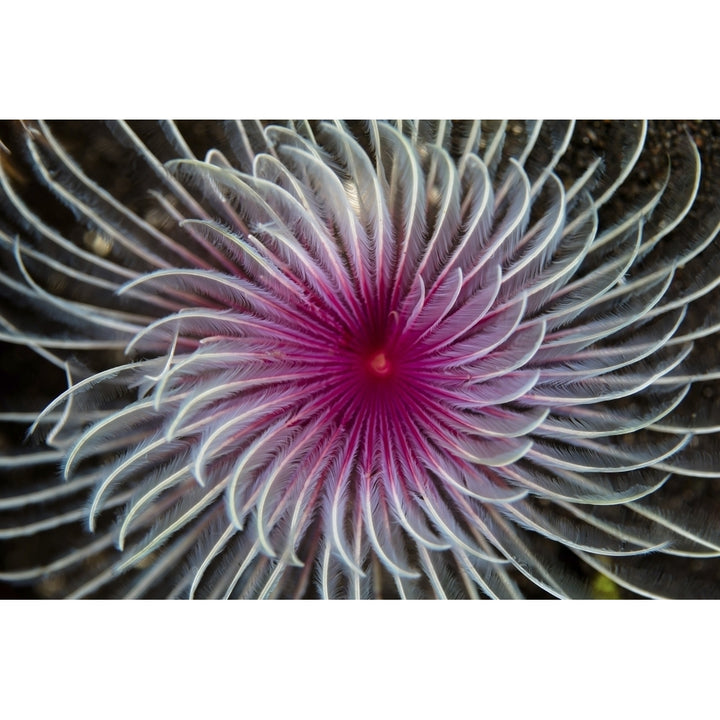 Detail of the spiral tentacles arrangement of a feather duster worm Poster Print by Ethan Daniels/Stocktrek Images Image 2