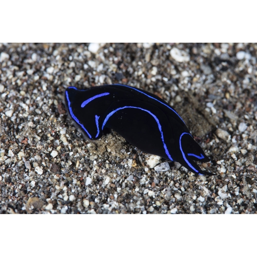 A Blue Velvet Head Shield sea slug crawls across a sandy seafloor Poster Print by Ethan Daniels/Stocktrek Images Image 1