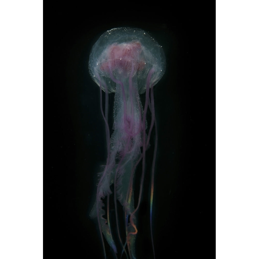 A jellyfish swims in Raja Ampat Indonesia. Poster Print by Ethan Daniels/Stocktrek Images Image 1