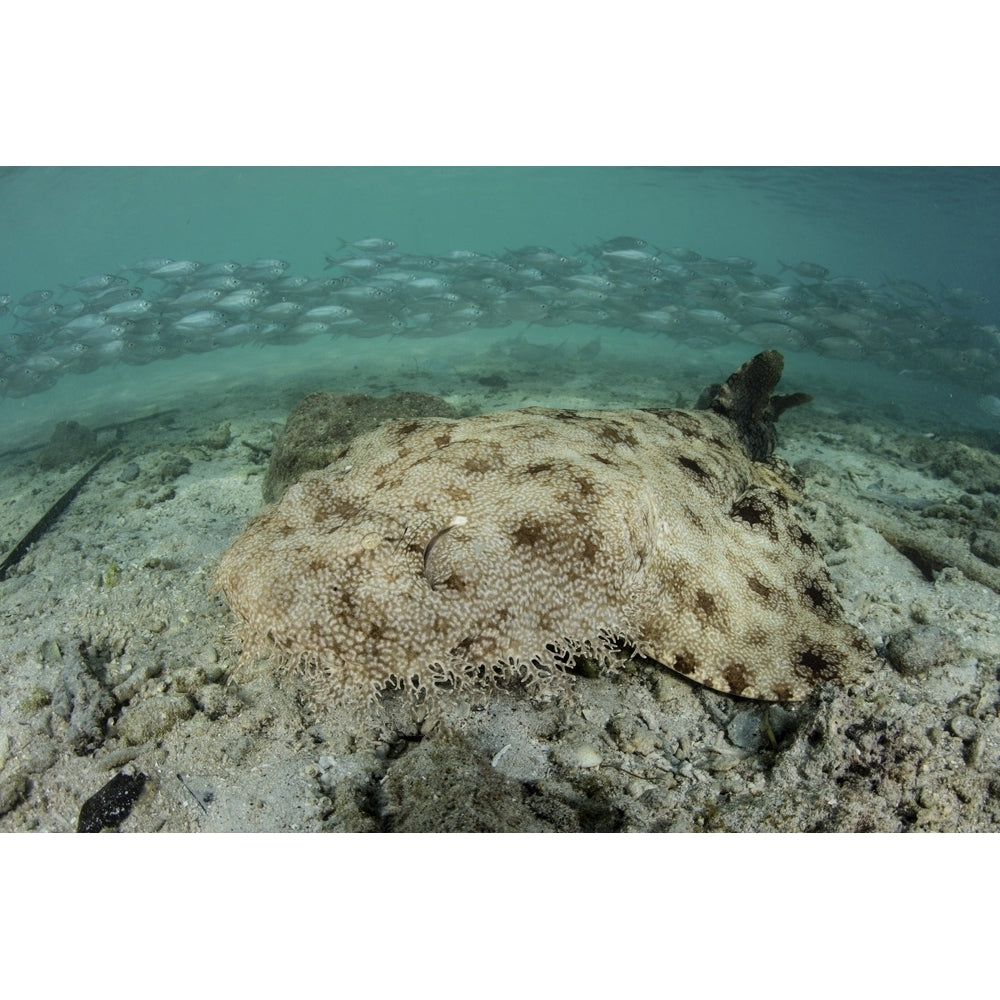 A well-camouflaged tasseled wobbegong shark lies on the sandy seafloor. Poster Print by Ethan Daniels/Stocktrek Images Image 1