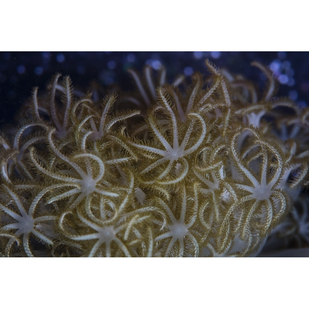 A soft coral colony grows in Lembeh Strait Indonesia. Poster Print by Ethan Daniels/Stocktrek Images Image 1