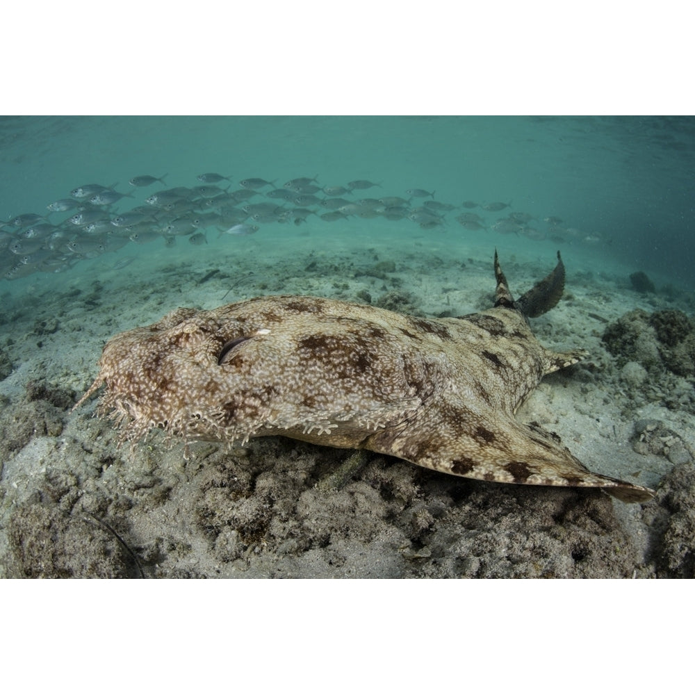 A well-camouflaged tasseled wobbegong shark lies on the sandy seafloor. Poster Print by Ethan Daniels/Stocktrek Images Image 1