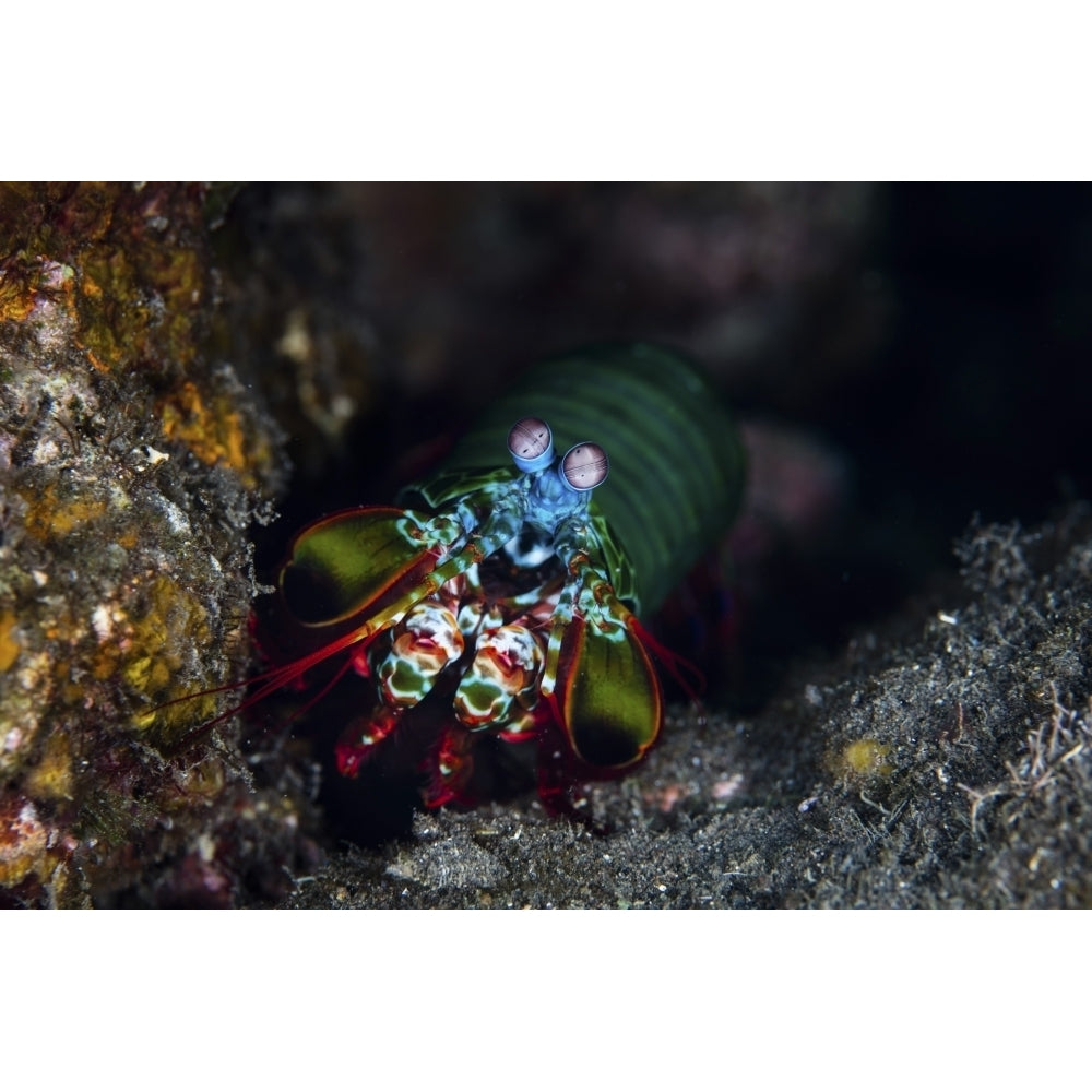 A peacock mantis shrimp crawls across a reef in Komodo National Park Poster Print by Ethan Daniels/Stocktrek Images Image 1