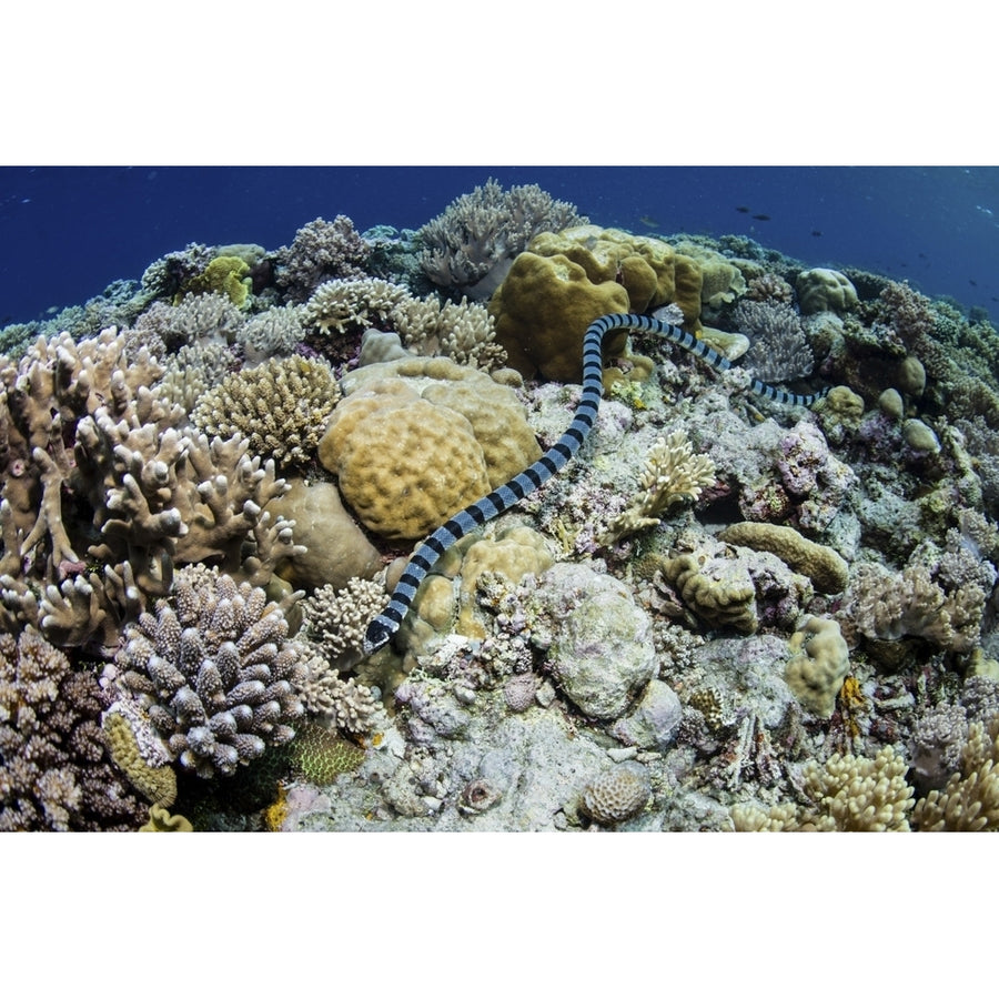 A large banded sea snake swims over a beautiful reef in Wakatobi National Park. Poster Print by Ethan Daniels/Stocktrek Image 1