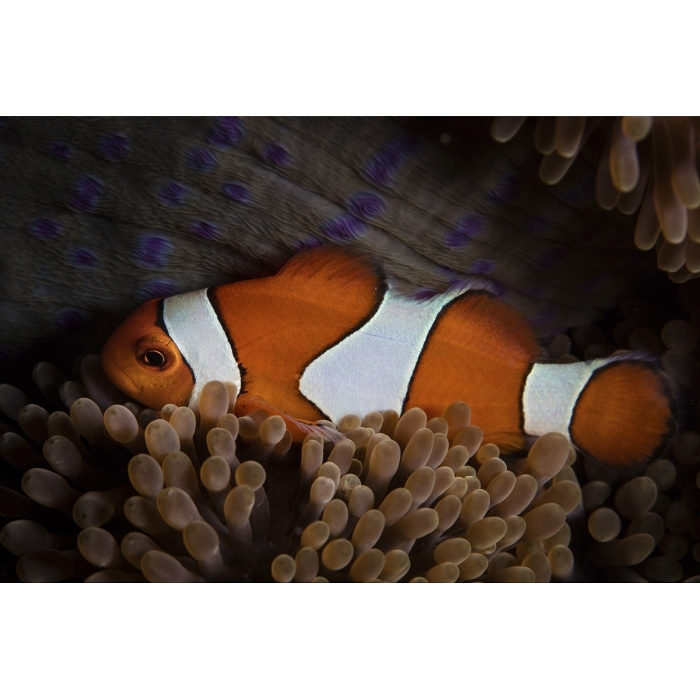 An Amphiprion ocellaris clownfish snuggles into the tentacles of its host anemone. Poster Print by Ethan Daniels/Stocktr Image 1