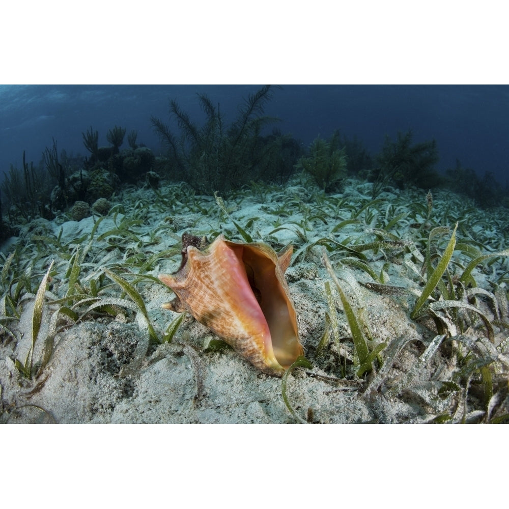 A colorful queen conch on the seagrass-covered seafloor of Turneffe Atoll in Belize. Poster Print by Ethan Daniels/Stock Image 1