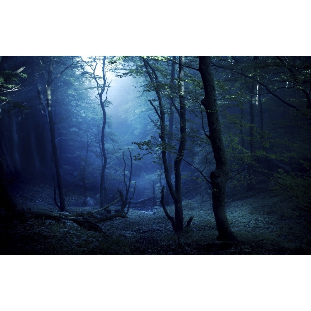 Misty dark forest Liselund Slotspark Denmark Poster Print Image 1