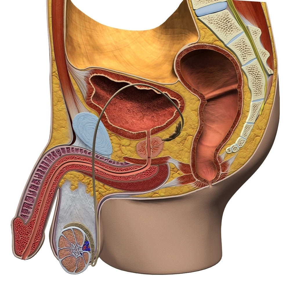 Male reproductive system sagittal section view. Poster Print by Hank Grebe/Stocktrek Images Image 1