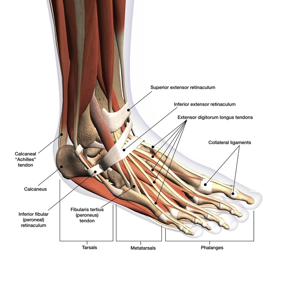 Anatomy of human foot with labels. Poster Print by Hank Grebe/Stocktrek Images Image 1