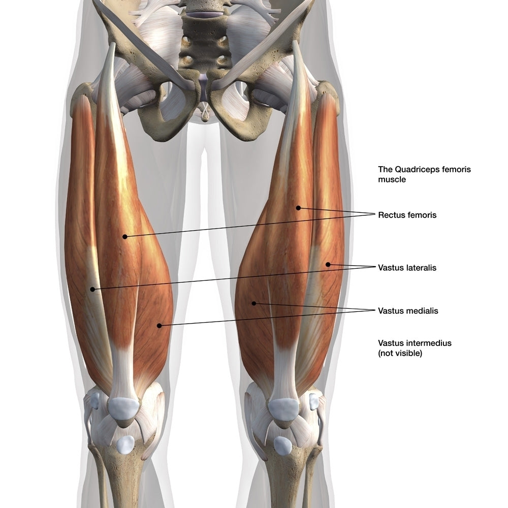 Anterior view of male quadriceps muscles with labels. Poster Print by Hank Grebe/Stocktrek Images Image 1