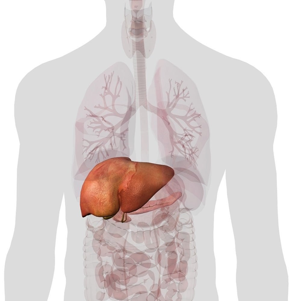 Liver and pancreas isolated within torso on white background. Poster Print by Hank Grebe/Stocktrek Images Image 1