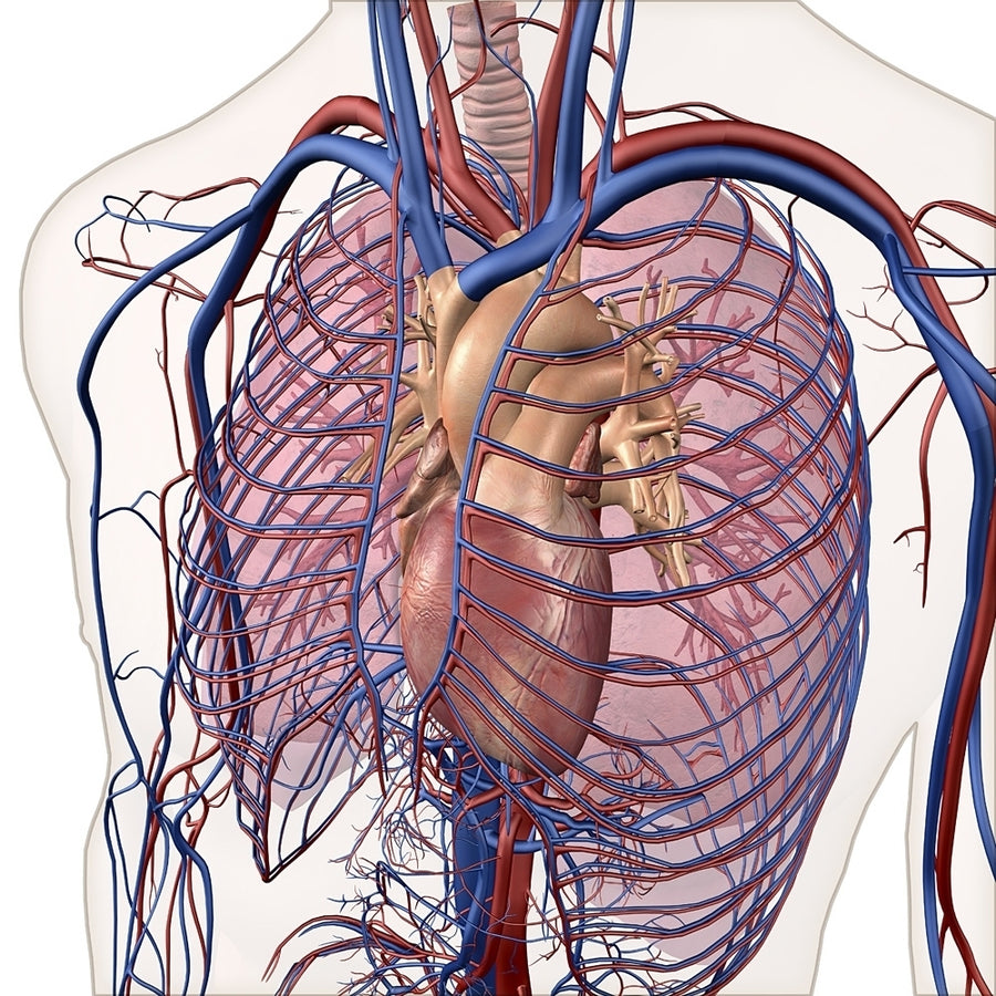 Layered view of circulatory and respiratory system. Poster Print by Hank Grebe/Stocktrek Images Image 1