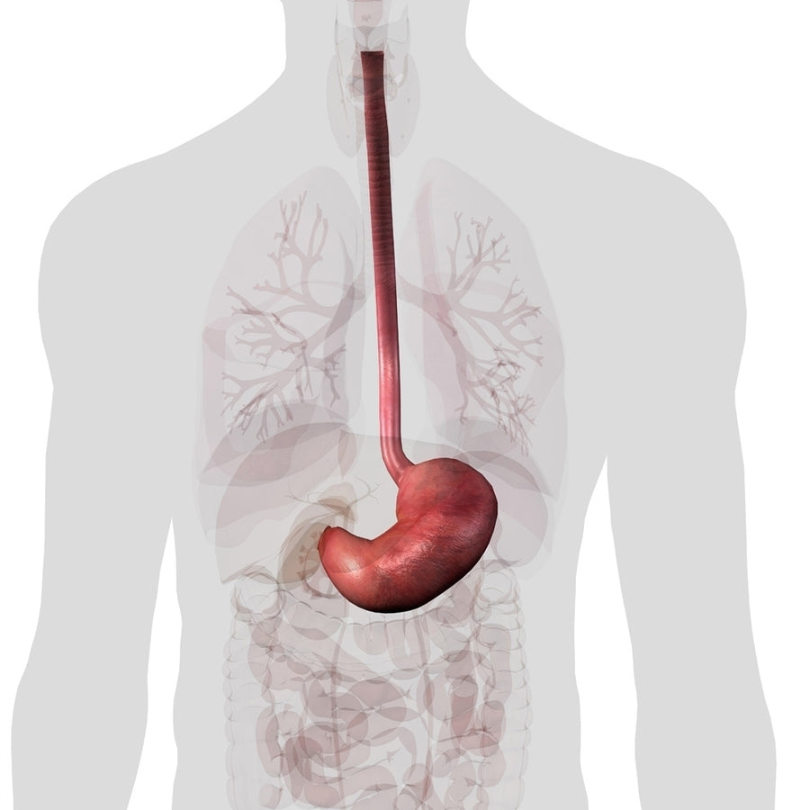 Stomach and esophagus isolated within torso on white background. Poster Print by Hank Grebe/Stocktrek Images Image 1