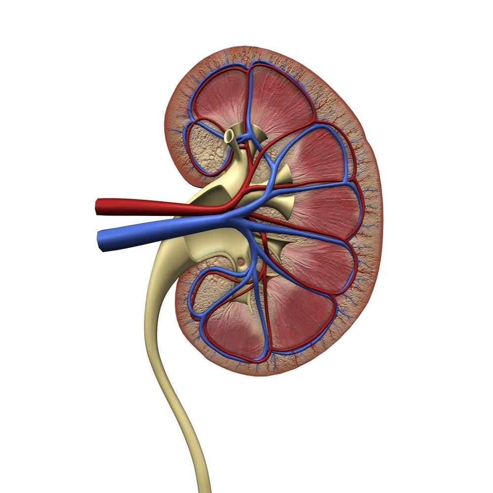 Human kidney anatomy cross section. Poster Print by Hank Grebe/Stocktrek Images Image 1