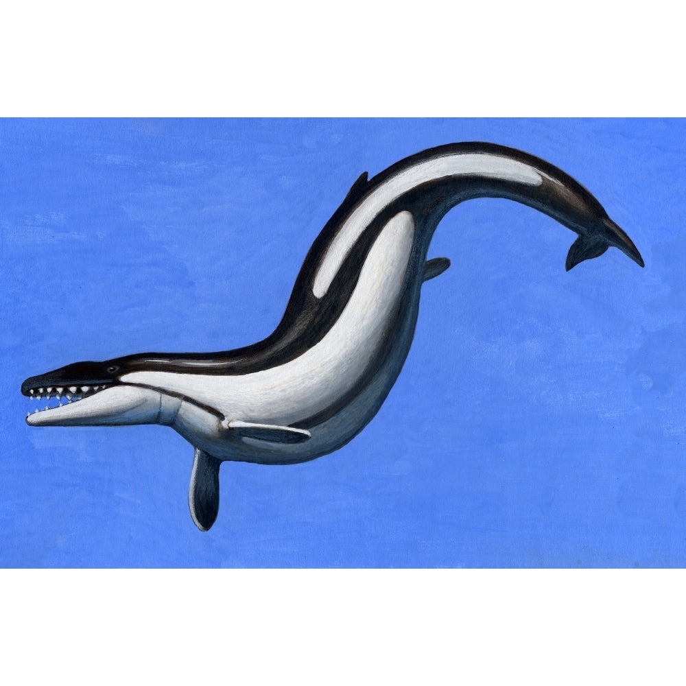 Basilosaurus a marine mammal that lived in the Late Eocene epoch Poster Print Image 2