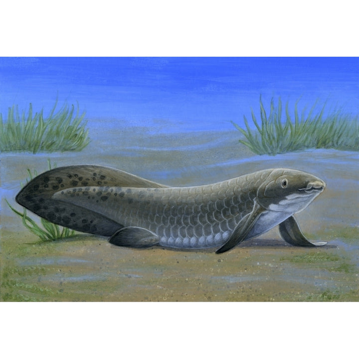 Ceratodus  an ancient lungfish that lived during the Triassic period Poster Print Image 2