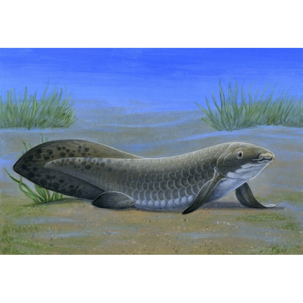 Ceratodus  an ancient lungfish that lived during the Triassic period Poster Print Image 1