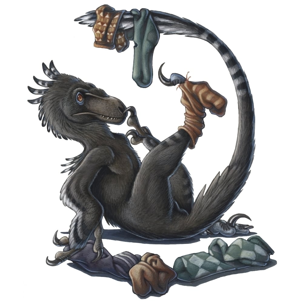 A playful Deinonychus dinosaur playing with socks Poster Print Image 1