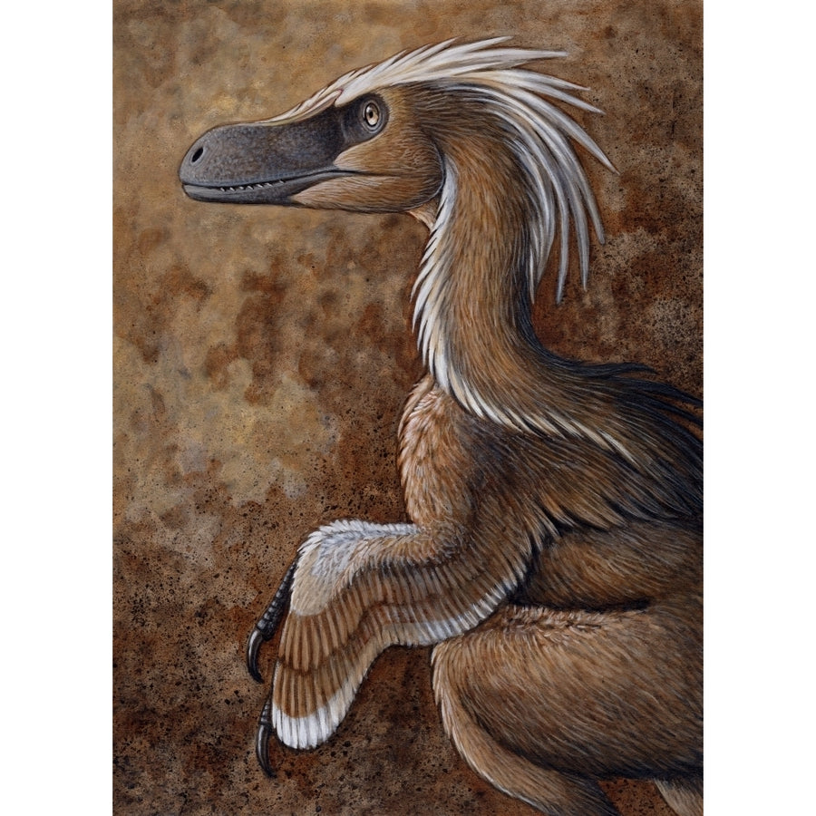 Velociraptor a dromaeosaurid dinosaur of the Cretaceous Period Poster Print Image 1