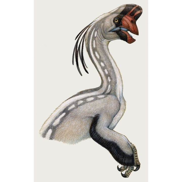 Oviraptor a small dinosaur that lived during the Cretaceous period Poster Print Image 2