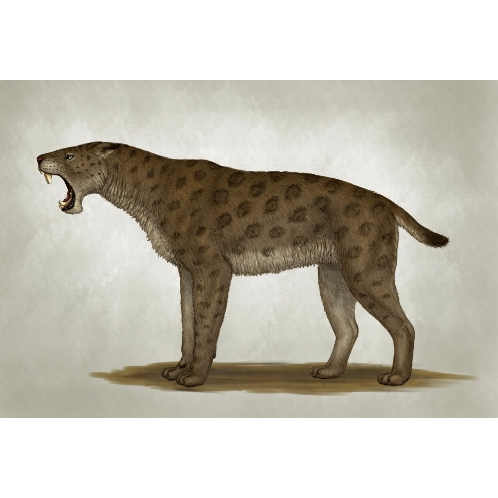 Homotherium latidens a big sabertooth cat of the Pliocene Epoch Poster Print Image 1