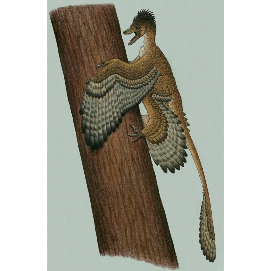 Microraptor gui a small theropod from the Early Cretaceous period Poster Print Image 1