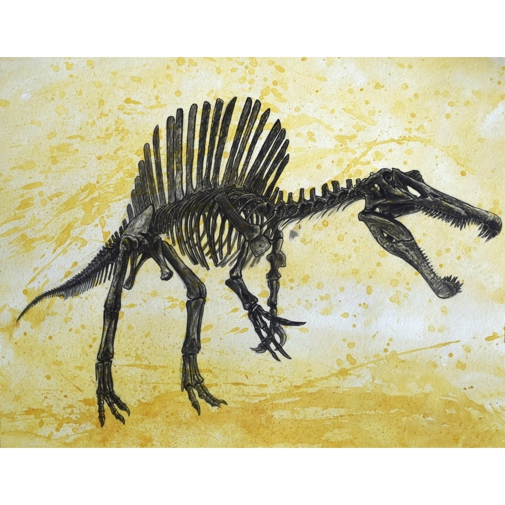 Spinosaurus dinosaur skeleton Poster Print Image 1