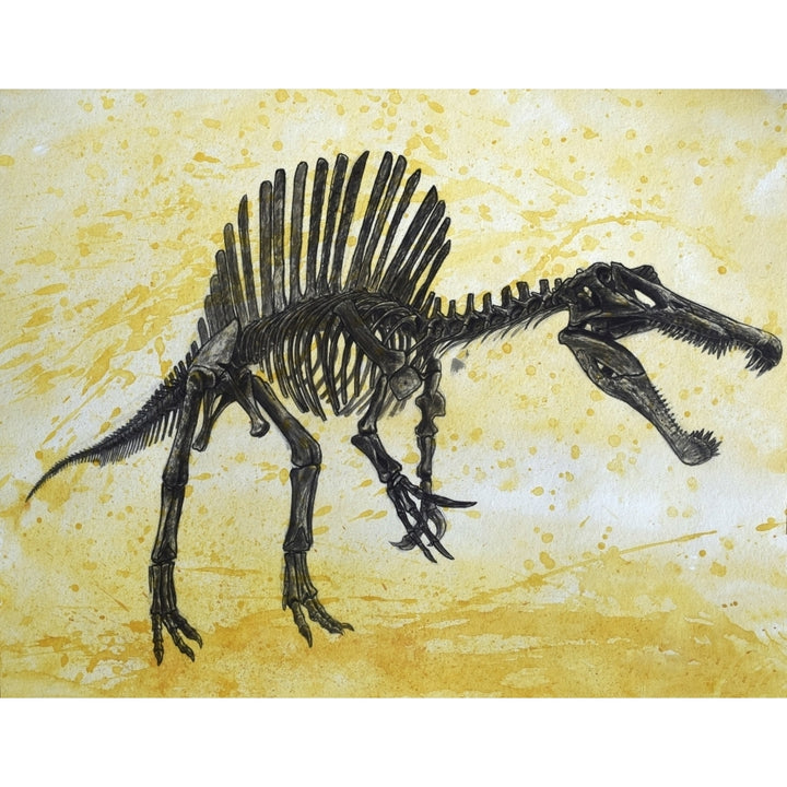 Spinosaurus dinosaur skeleton Poster Print Image 2