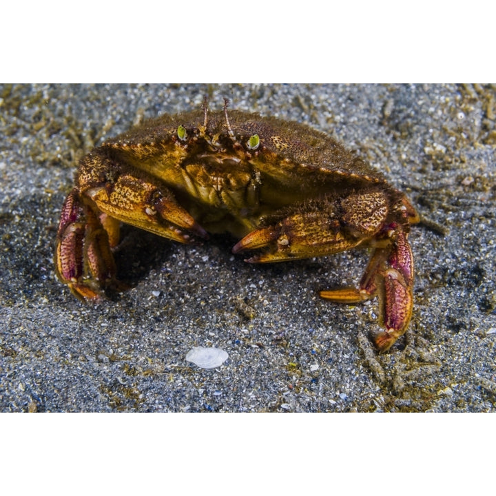 Atlantic rock crab Maine Poster Print by Jennifer Idol/Stocktrek Images Image 2